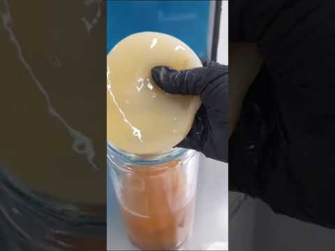 Scoby Premium Kombucha Starter KIT Completo Kulti