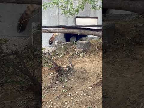 レッサーパンダ君、帰宅かい？  #動物園 #レッサーパンダ  #千葉市動物公園 #zoo #animals #cute #redpanda #Ailurusfulgens