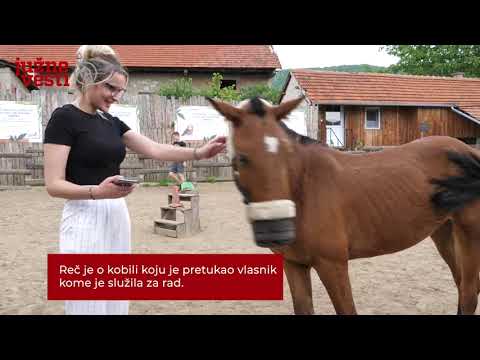 Aurelia - hrabra kobila kojoj je niški "Zoo kutak" pružio šansu za novi život [video]