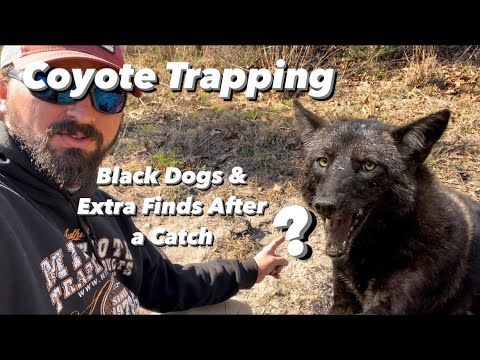 Coyote Trapping - Black Dogs & Leftovers From A Catch!