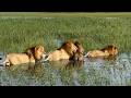 4 Male Lions Attempt To Cross A Crocodile Infested Lagoon