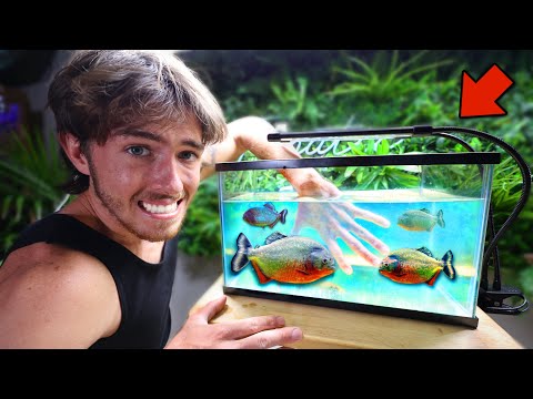 Sticking my Hand in TANK of HUNGRY PIRANHAS!?!