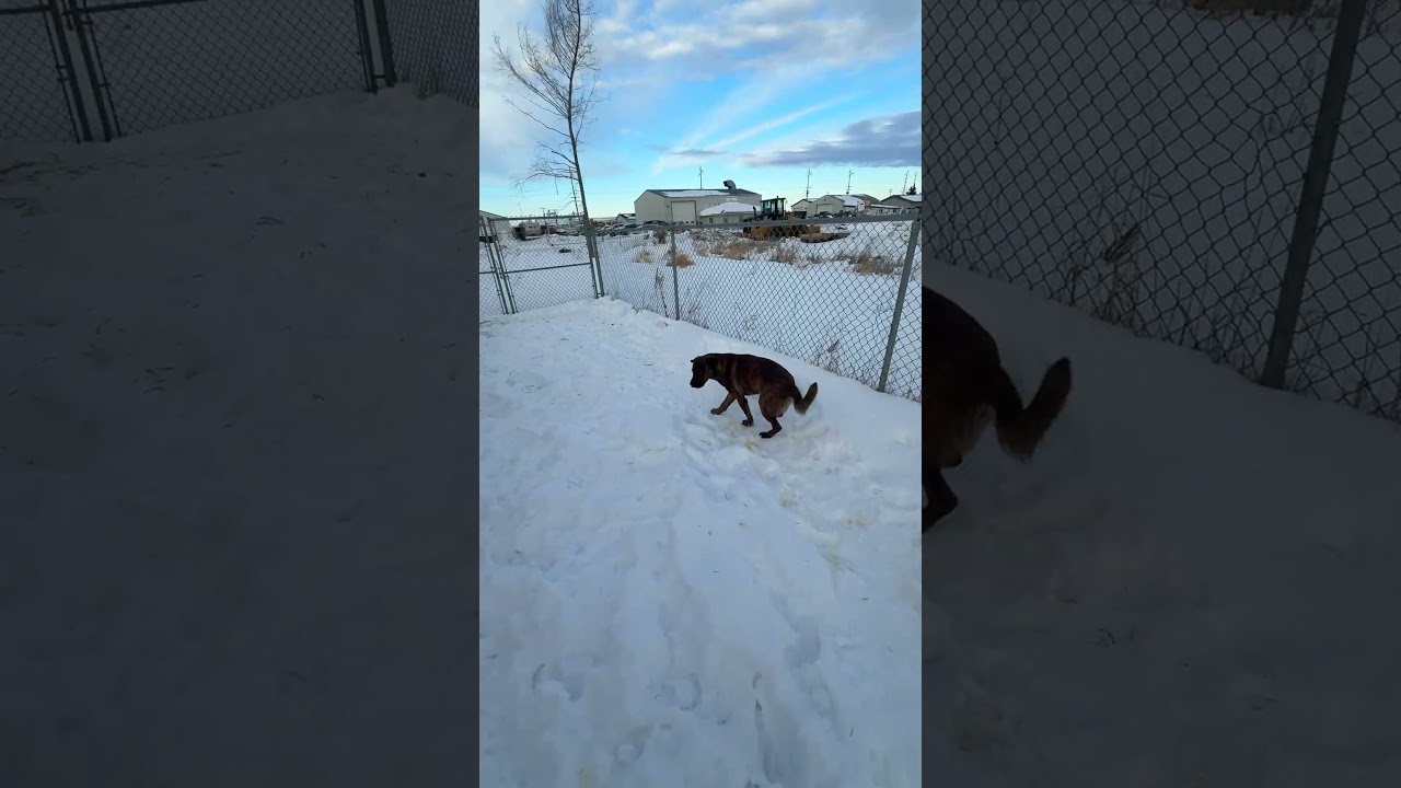 Enlarge Cisco, a ADOPTABLE mixed breed in Meadow Lake, SK video 5/5