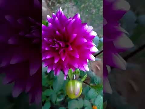 Dahlia flowers 🌸 #dahlias #flowers #2024 #ytshorts #trending #pubg #nature #love #navratri #1million