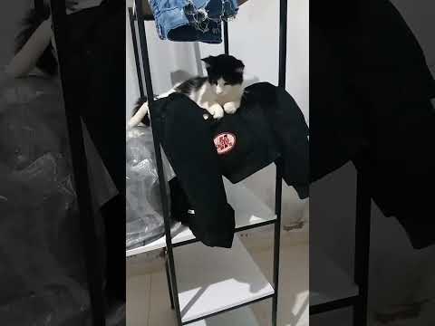 bom dia São Jose do Divino-MG