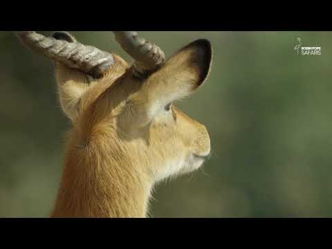 Safari Diaries: Leopard Tree Hunt