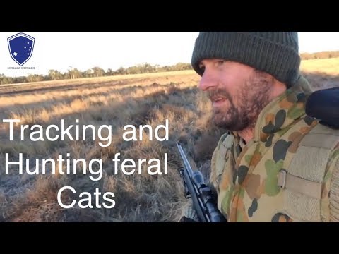 Survival tips, tracking and hunting feral cats