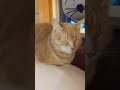 Cream Tabby Cat Daily House Activity Catvideos