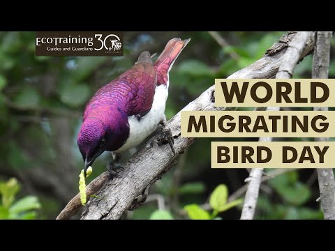 World Migrating Bird Day l Birds of the Bush | EcoTraining