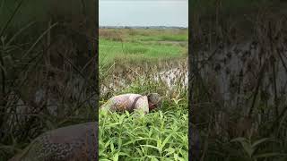 Download lagu Berburu burung mandar sawah langsung kerjar rame-rame  #berburu #menembak #hunting #hunter #mandar mp3