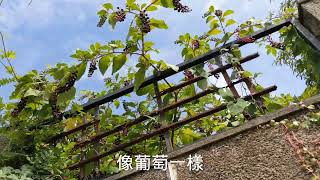 再一次去二姐家