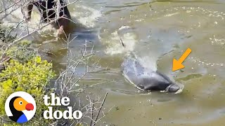 Men Jump Into River To Save A Dolphin's Life | The Dodo by The Dodo