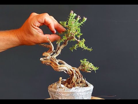 Bonsai Tree Thyme 12 Step 1