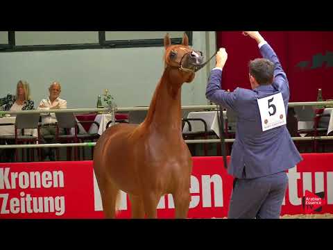 N 5 D A'ASALEYYAH   Wels 2019   Yearling Fillies Class 1A
