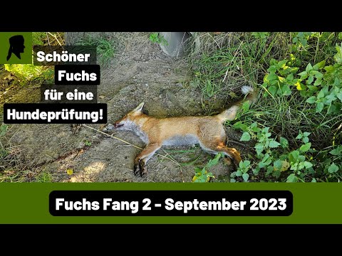 🦊Fuchs Fang mit Betonrohrfalle//Fallenjagd-Praxis//Jagd 2023//TrapperInfo