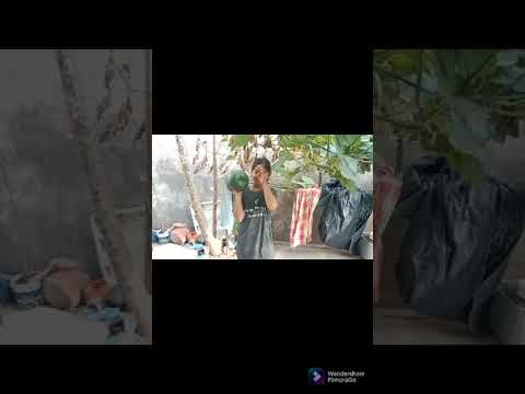 pranathi garden lo harvesting in free seeds giveàway