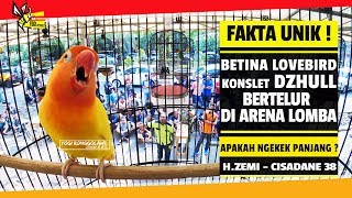 Download lagu FAKTA UNIK : BETINA LOVEBIRD KONSLET DZHULL, BERTELUR SAAT DI LAPANGAN, APAKAH MASIH NGEKEK PANJANG? mp3