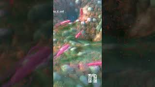 Download lagu New Insights on E. coli & Colon Cancer! 🧬 mp3 Download lagu New Insights on E. coli & Colon Cancer! 🧬 mp3