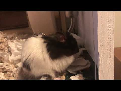 French narration by a 7 year old: Buddy The Hamster’s Treat hunt. Practice de Francais.