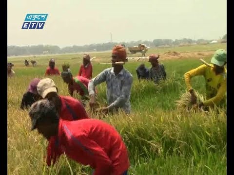 নেত্রকোণায় হাওর অঞ্চলে চলছে বোরো ধানকাটা