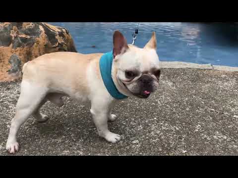 Do cooling bandanas for dogs work?