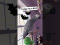 Symon says: Today I’m going to be a BAT🦇🤣#symontheafricangreyparrot #talkingparrot #bats #birds