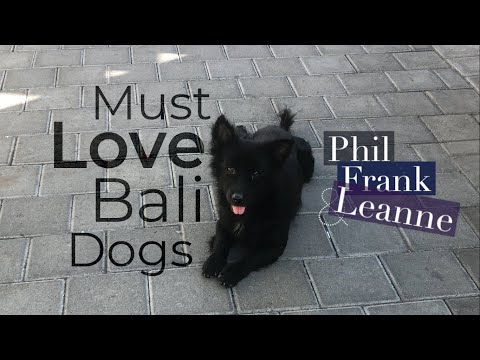 Must Love – Bali – Dogs. Plus some cats. (Bali, Indonesia) | Phil Frank & Leanne