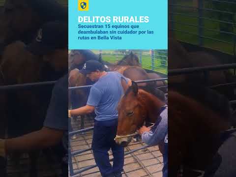 Secuestran 15 equinos que deambulaban sin cuidador por las rutas en Bella Vista