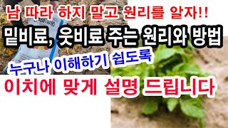밑비료, 웃비료 주는 원리와 방법. 누구나 이해하기 쉽도록 이치에 맞게 설명 드립니다. (작물 재배, 작물 …