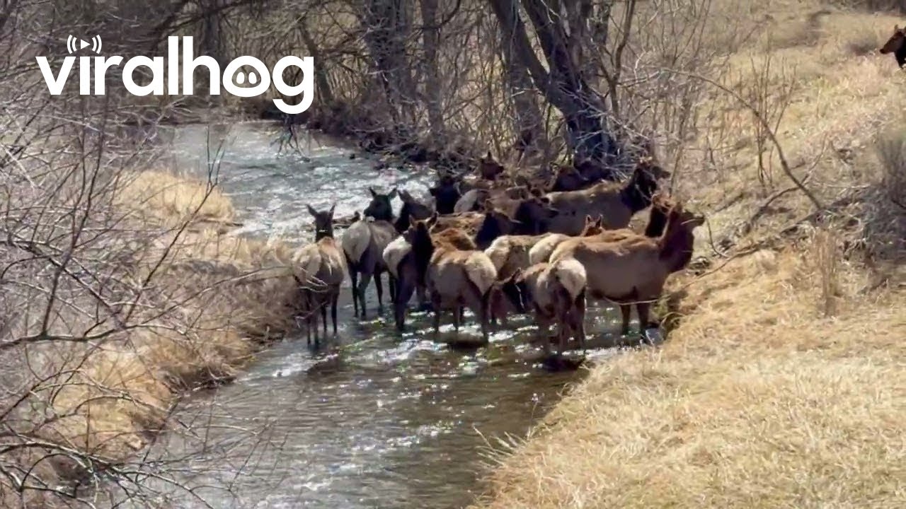 Watching Elk With My Daughter || ViralHog