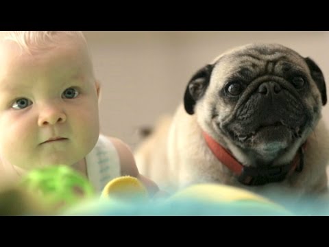 Кучето - най-добрият приятел на човека 