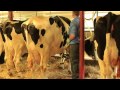 Milking Time 3796