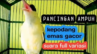 Download lagu KICAU SUARA KEPODANG EMAS GACOR BIKIN KEPODANG DIAM LANGSUNG BUNYI mp3