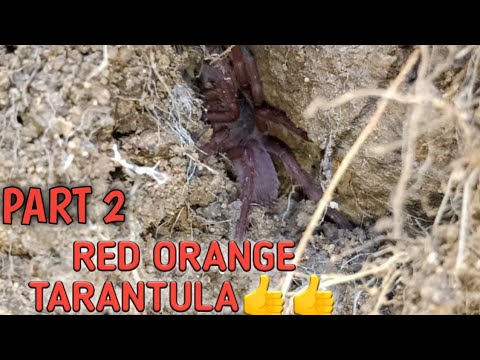 TARANTULA HUNTING PART 2