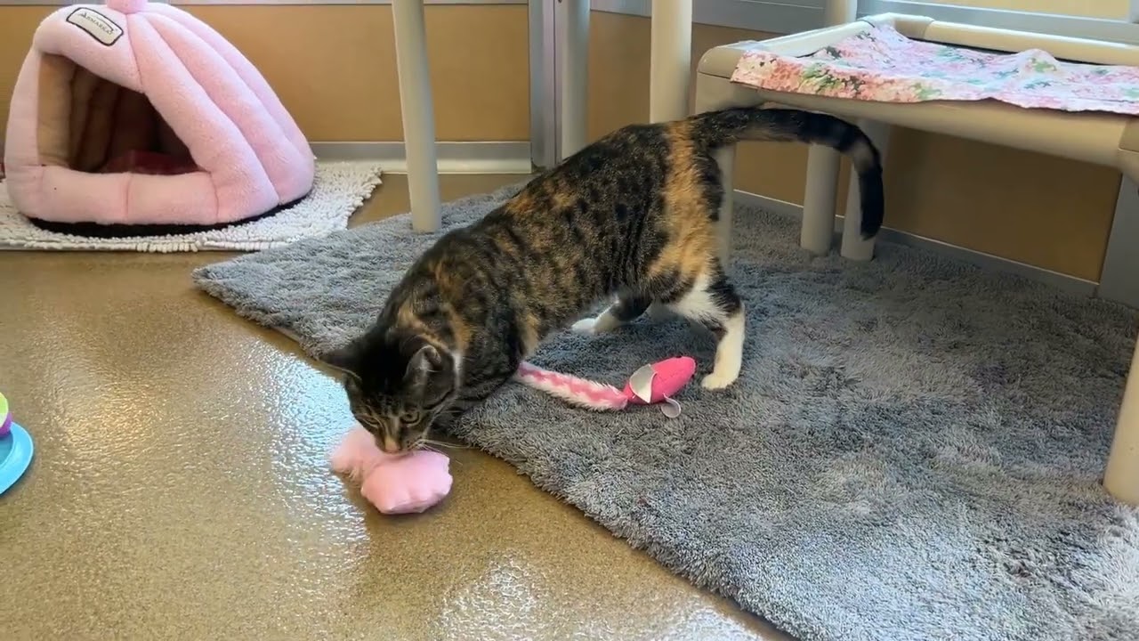 Bella, an adopted Domestic Short Hair in Eatontown, NJ video 3/6