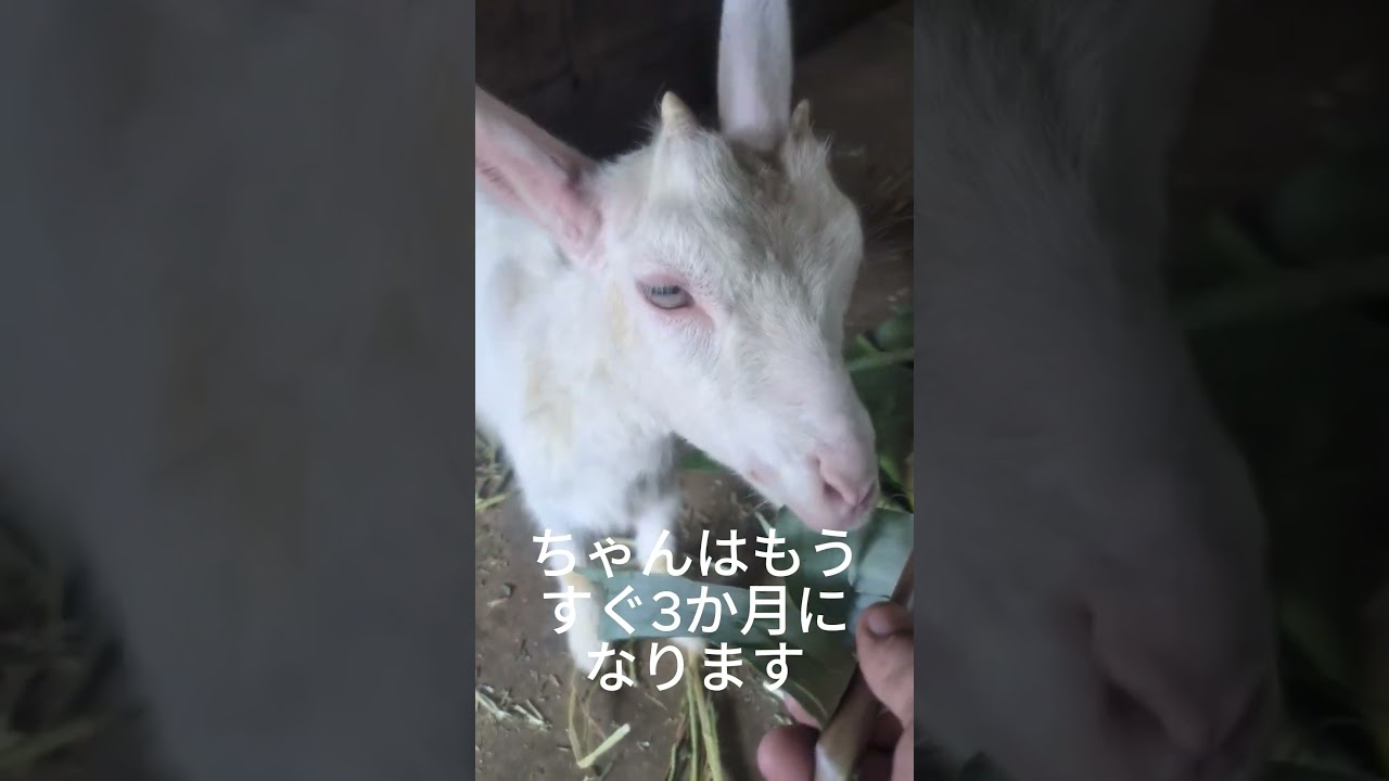 【山羊の山学校】脱走のプロ　やぎのメイちゃん #山羊の山学校 #ファーム生活#山羊の山学校