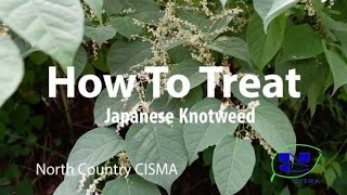 How To Treat Japanese Knotweed