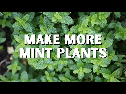 How to Grow Loads of Mint from Just One Plant from the Grocery Store