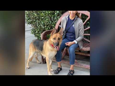Koda von Koserow"+, an adoptable German Shepherd Dog in Los Angeles, CA_image-1