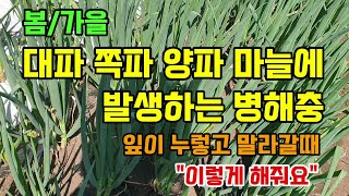 봄가을 대파 쪽파 양파 마늘에 발생하는 병해충 대파잎과 줄기가 누렇고 말라죽는 이유2가지 #텃밭농사 #대파병…