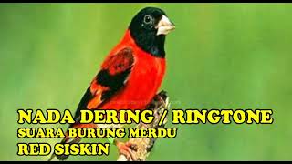 Download lagu NADA DERING RINGTONE SUARA BURUNG RED SISKIN MERDU... mp3