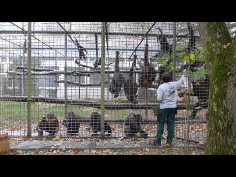 Leintalzoo Schwaigern - Fütterung der Schimpansen (bei fast unerträglichem Affenlärm)
