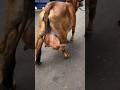 The Unbelievable Gir Cow Brazil S Dairy Revolution Shorts Viralshorts