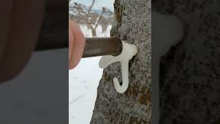 Download lagu Tapping Our Backyard Trees For Maple Syrup and Walnut Syrup! #shorts mp3