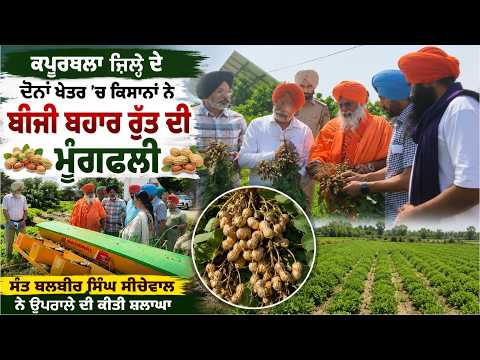 Kapurthala district ਦੇ ਦੋਨਾਂ ਖੇਤਰ ’ਚ ਕਿਸਾਨਾਂ ਨੇ ਬੀਜੀ ਬਹਾਰ ਰੁੱਤ ਦੀ ਮੂੰਗਫਲੀ