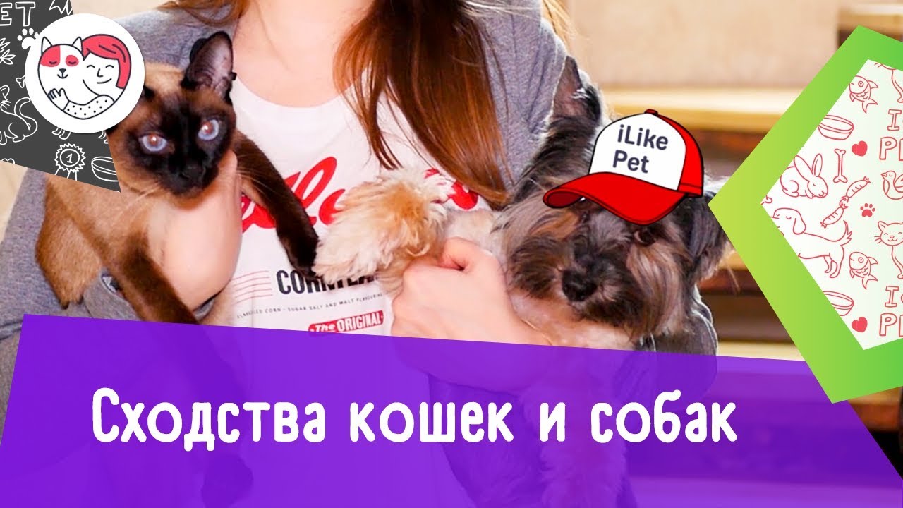 5 сходств кошек и собак
