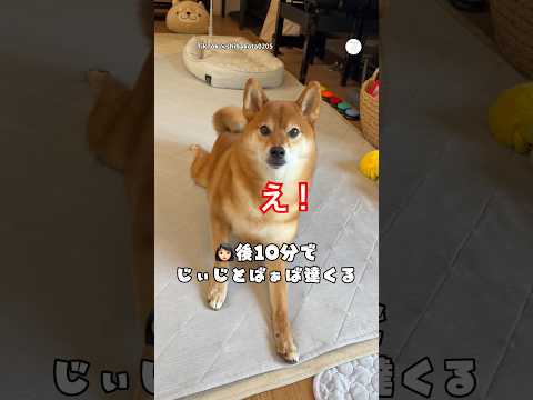 じぃじとばぁばが来ると聞いた柴犬の反応が可愛い💕　 #柴犬　#犬　#かわいい　#可愛い犬　#犬のいる暮らし