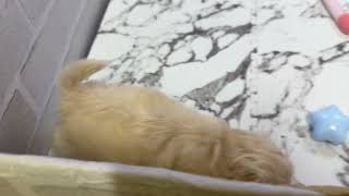 ハーフ犬の動画01