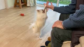 ポメラニアンくるみ、釣られる