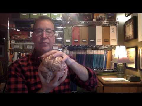 Gray matter vs White matter